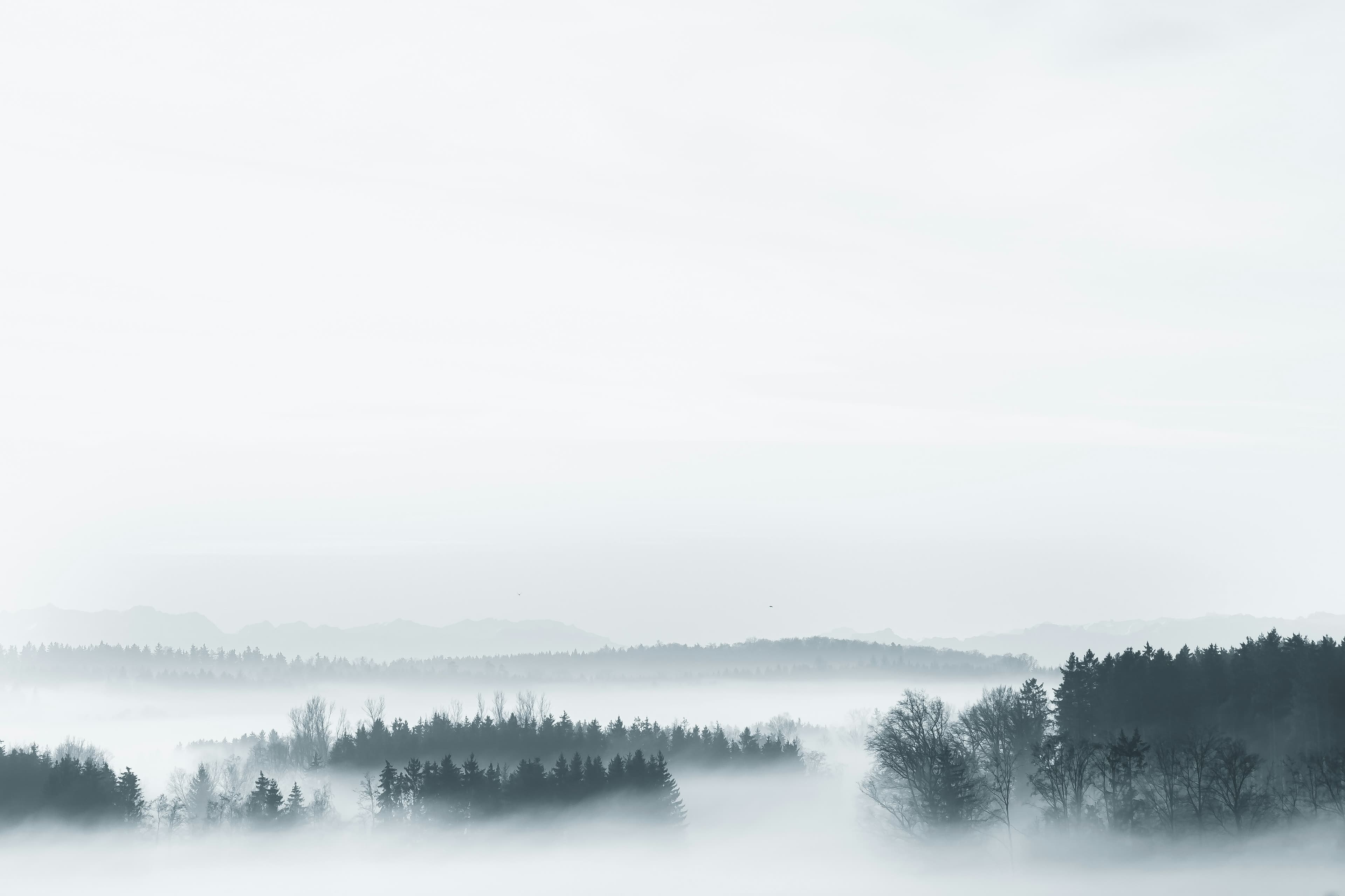 Misty forest landscape